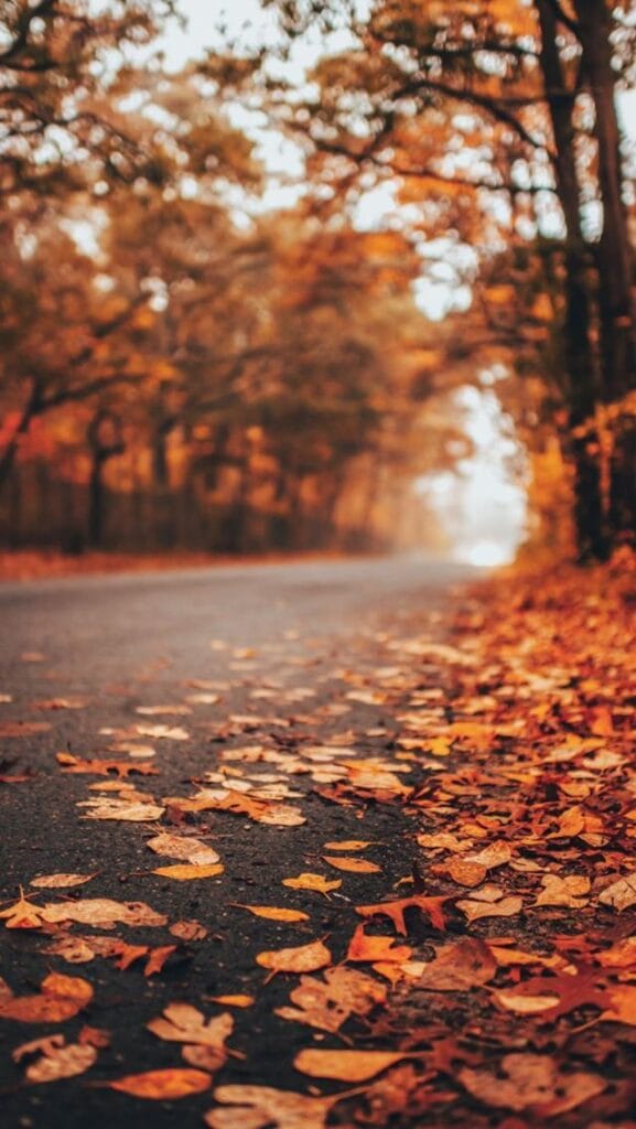 Thanksgiving Wallpaper 21