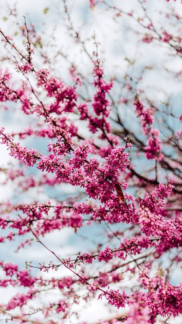Nice Spring Wallpapers 50+ Cute Spring Wallpapers to Add a Splash of Seasonal Charm to Your ...